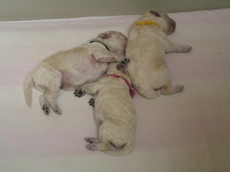 CARINO 254 g, CERES 215 g, CASTOR 305 g